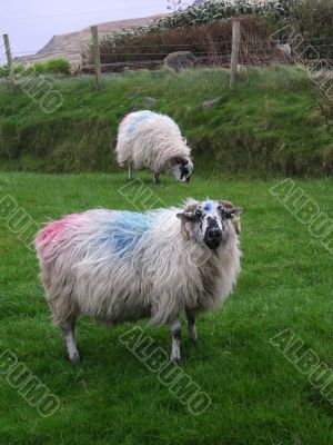 Irish sheep