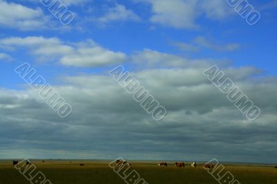 Cattle, big sky