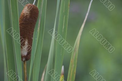 Common cattail