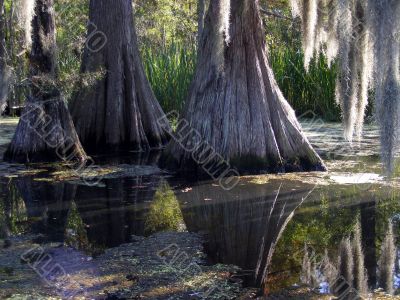 cypress trunks