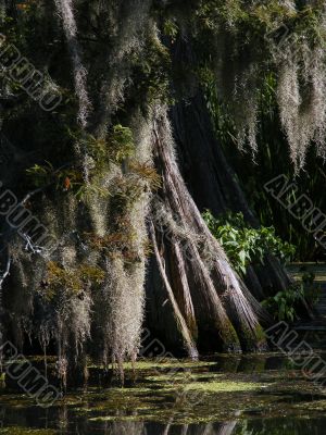 cypress trunk