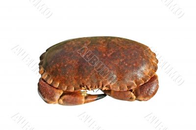 Crab isolated over white