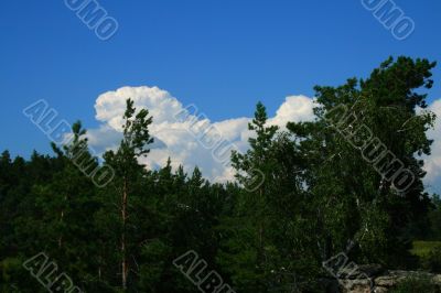 Clouds and pines