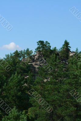 Clouds and pines