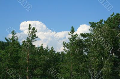 Clouds and pines