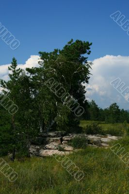 Clouds and pines