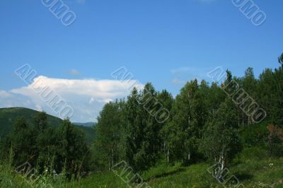 Clouds and pines