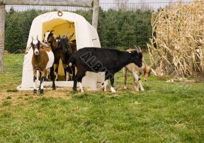 Goats Goats