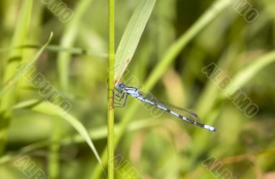 Blue dragonfly on grass