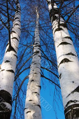 Three birches