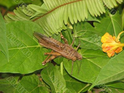 mating grass hoppers