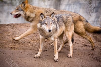 Statics and dynamics