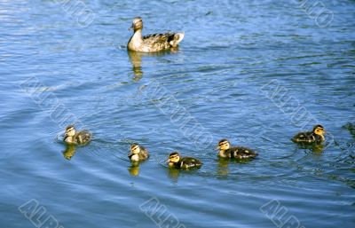 Family of ducks