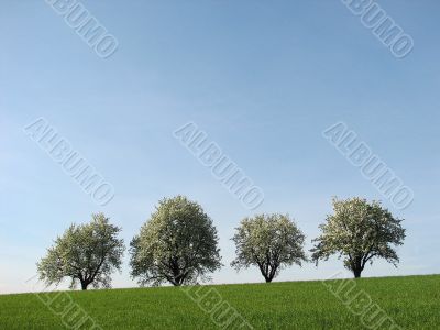 Four trees