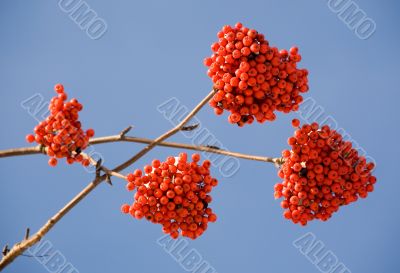 Winter rowan