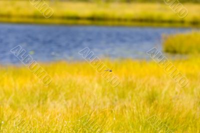 Through the yellow meadow