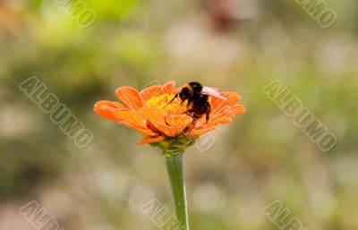 Bee on a single flower