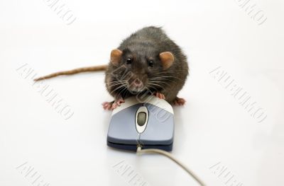 Rat and a mouse