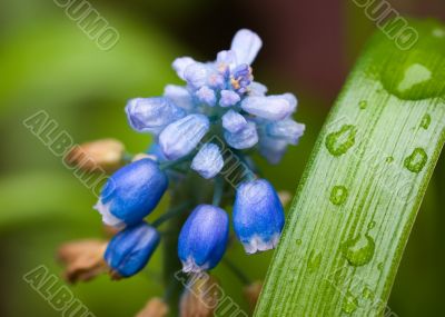 Blue flowers