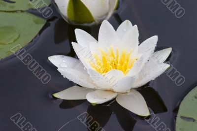 Water lily in a sunny day