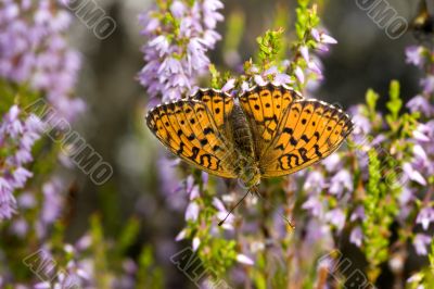The butterfly on a heather