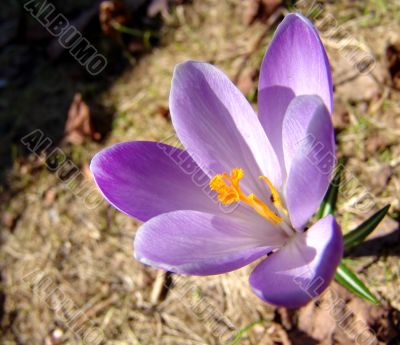 Violet crocus 2