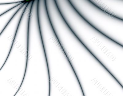 White Petal
