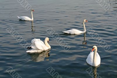 Swans swimming