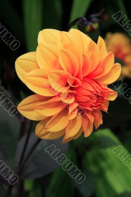 Dahlia (Asteraceae)