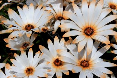 Osteospermum