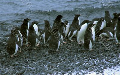 Snowstorm, large group of Adelie penguins