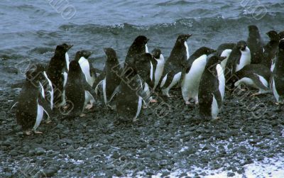 Snowstorm, large group of Adelie penguins Snowstorm, large group of Adelie penguins