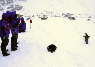 Adelie penguins posing for tourists