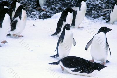 Adelie penguins, walking and sliding Adelie penguins, walking and sliding