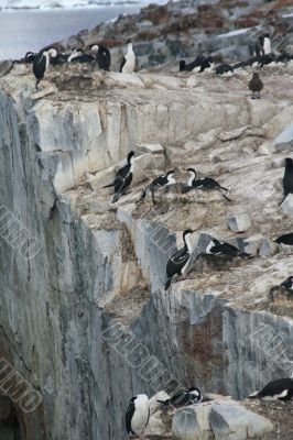Cormorants co habiting