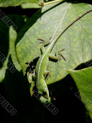 Anole on leaf