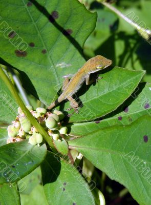 Anole on leaf