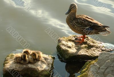 Protective Mother Duck