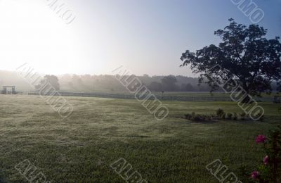 Foggy morning