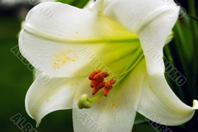 Amaryllis Flower and Pollen