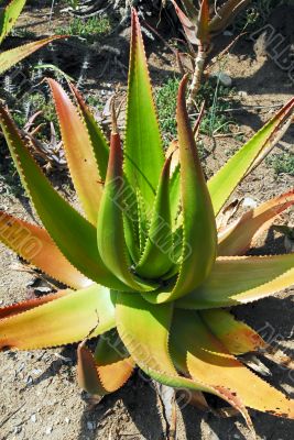 Aloe Plant