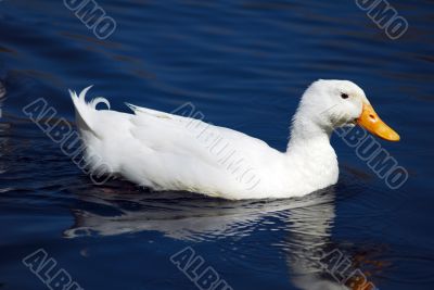 Snow Goose