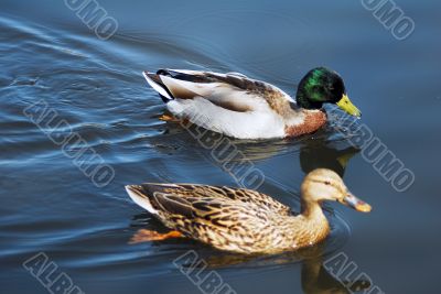 Mallard Ducks Swimming