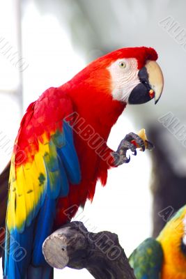 red macaw eating