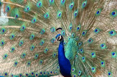 peacock dance attracting peahen