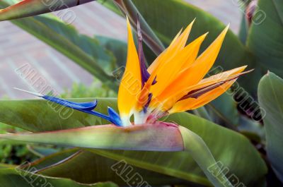 Bird Of Paradise