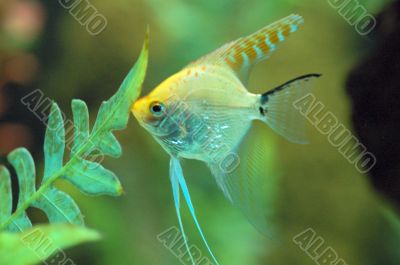 Fish feeding in Aquarium