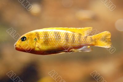 Yellow Fish in Aquarium