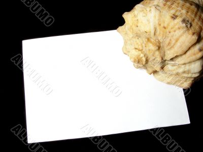 sheet with sea shell