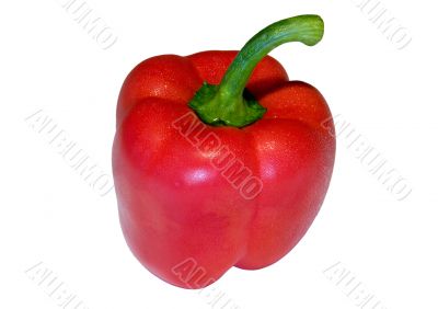 Red sweet pepper Red sweet pepper